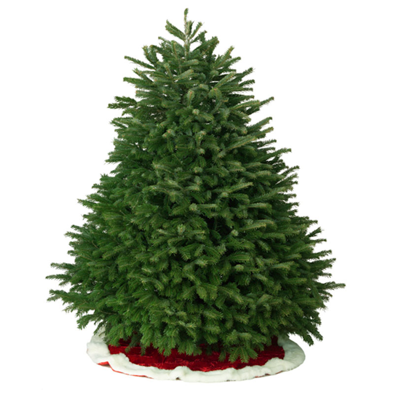 6-7 ft Nordmann Fir